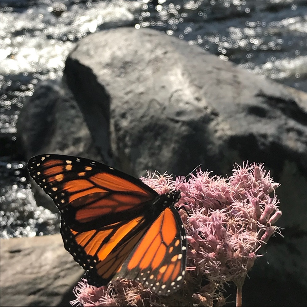 Meet your Posher, Sara